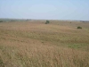 Native grass on West Quarter